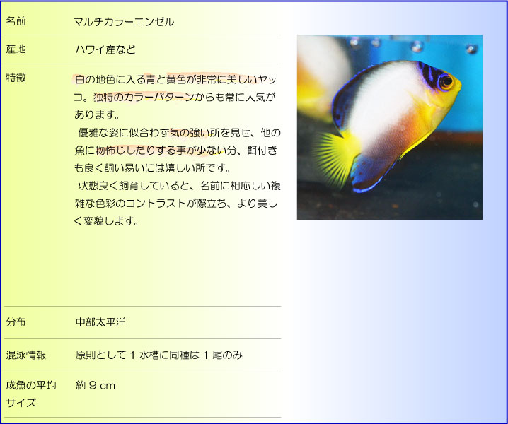 �ޥ�����顼���󥼥�