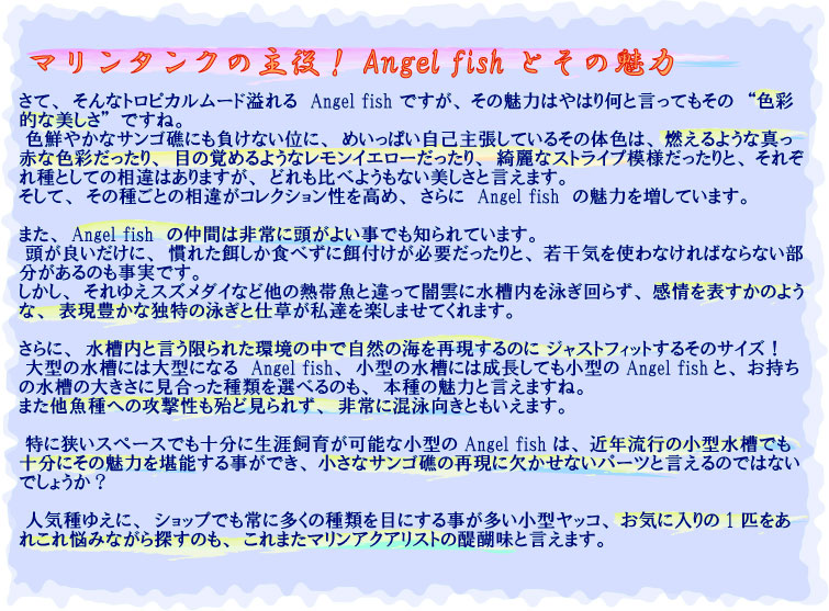 Angel fish�Ȥ���̥��