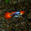 Koi���åԡ��ʳ��񻺥��åԡ���M��������3Pr��(Ǯ�ӵ�)